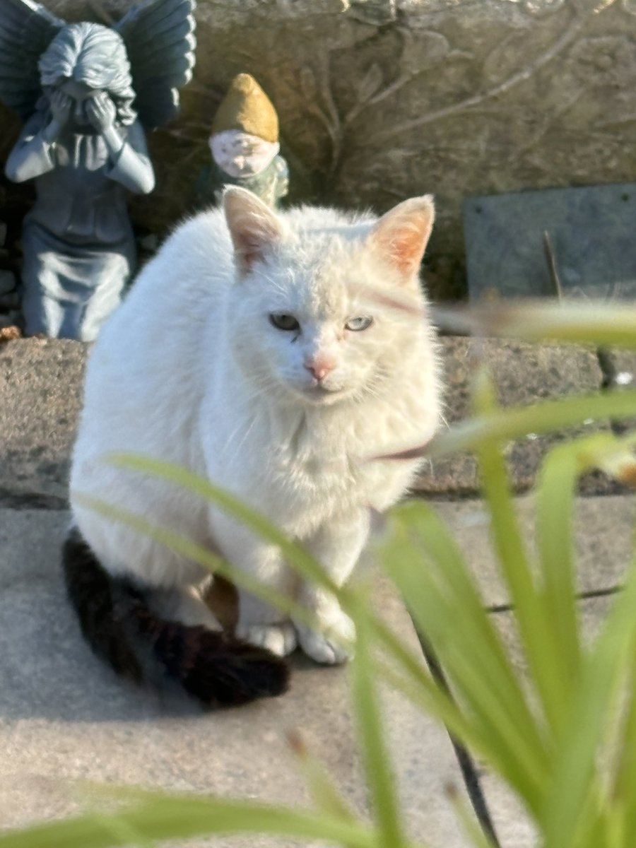 Mole, Liz, Max 🌈 and a Ghost 👻🐾🐾 tweet media