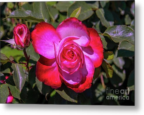 Speak from heart to get heard by heart.  ~Deepak Burfiwala

#AlisonKrauss - When You Say Nothing At

youtu.be/8P88NTa39_I

Multicolored Hybrid Tea Rose and Rose Bud Metal Print by #DianaMarySharpton #RedRose #WashingtonState