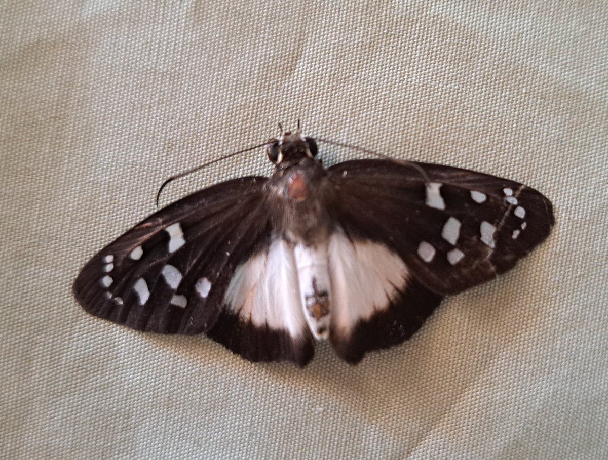 Beautiful moth discovered this morning. Unfortunately not alive 😞  <a href="/moths/">Grand Moth</a> #moths #blackandwhite
