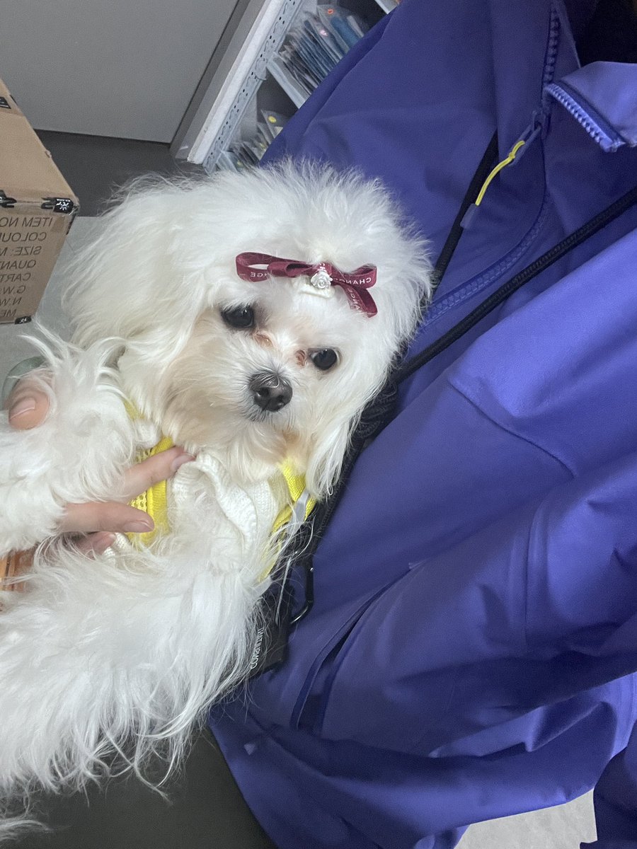 山口百惠子 tweet media