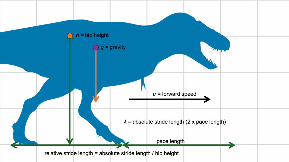 PaleontologieFr's tweet image. 🦖Et si le T. rex se déplaçait davantage comme une autruche géante ?
Une nouvelle étude révèle une démarche aux foulées courtes et rapides, proche des grands #oiseaux actuels, avec une vitesse de 5 à 11 m/s !
#Tyrannosaurus #Trex #paléobiomécanique 

🔎futura-sciences.com/planete/actual…