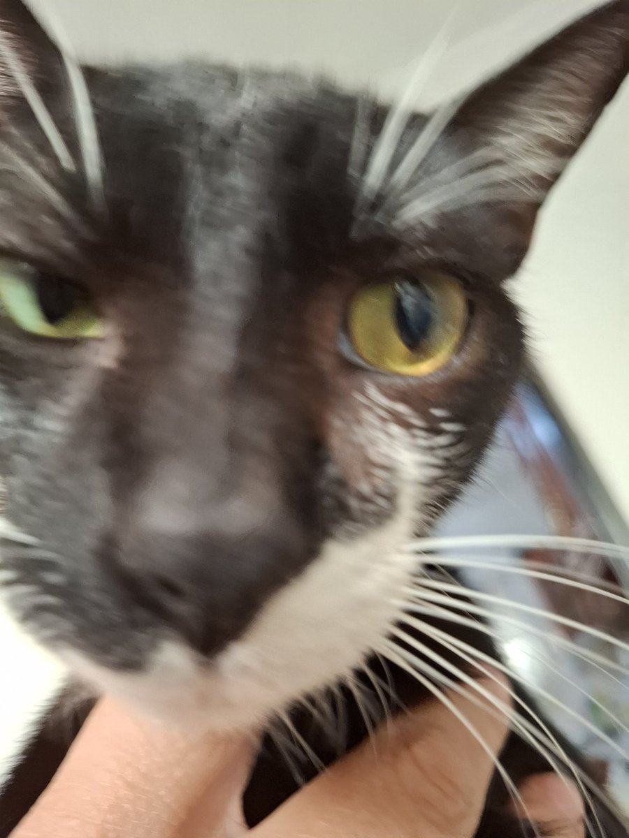 0$, la Arizone es fina pork es de casa adoptada y los otros dos si los sacamos de la calle, El dexter nos dijeron k era niña pero al final resultó k es niño, y el quasi es el último k llego casi se queda ciego cuando lo encontramos, se le salvo el ojito, ta chistoso