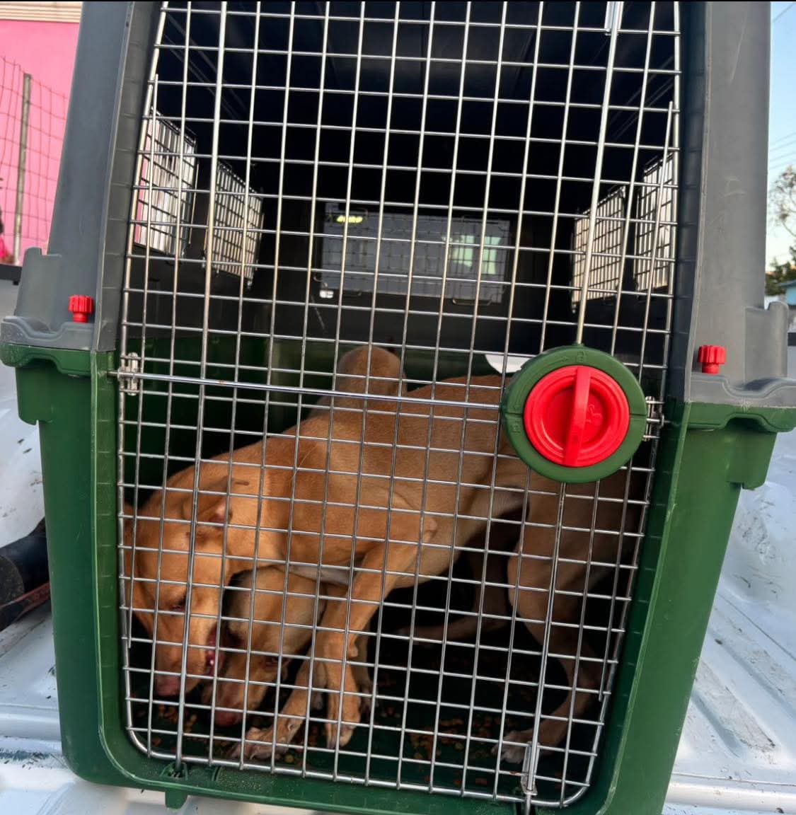 #Campeche | Fiscalía asegura a cachorro Husky y dos Pitbull en operativo de cateo.

Los caninos fueron hallados desnutridos y deshidratados en un predio. Permanecen bajo resguardo temporal y serán atendidos para su posterior adopción responsable por la vía judicial.