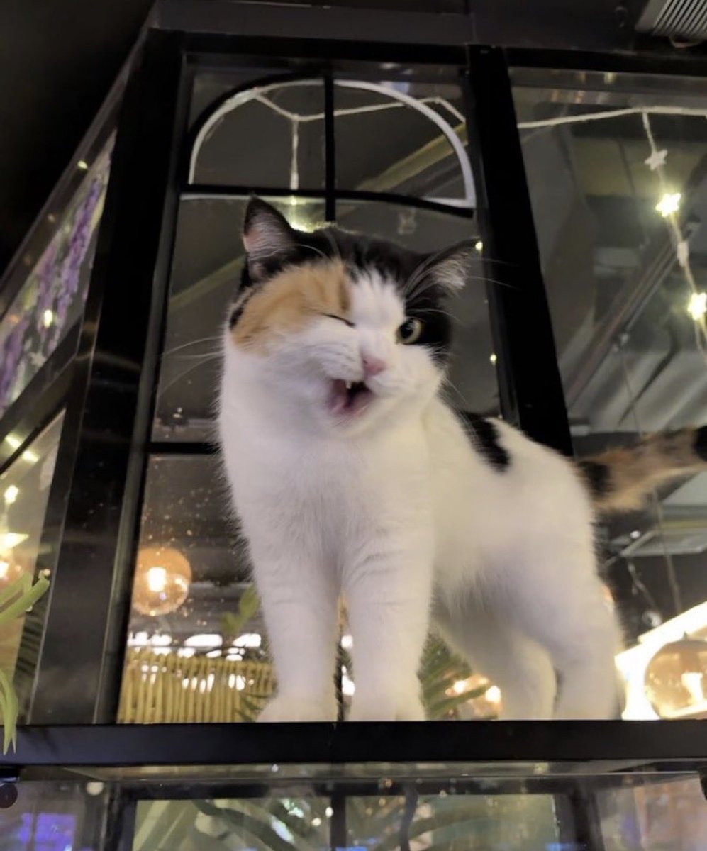 cats with powerful impression 🐾 tweet media