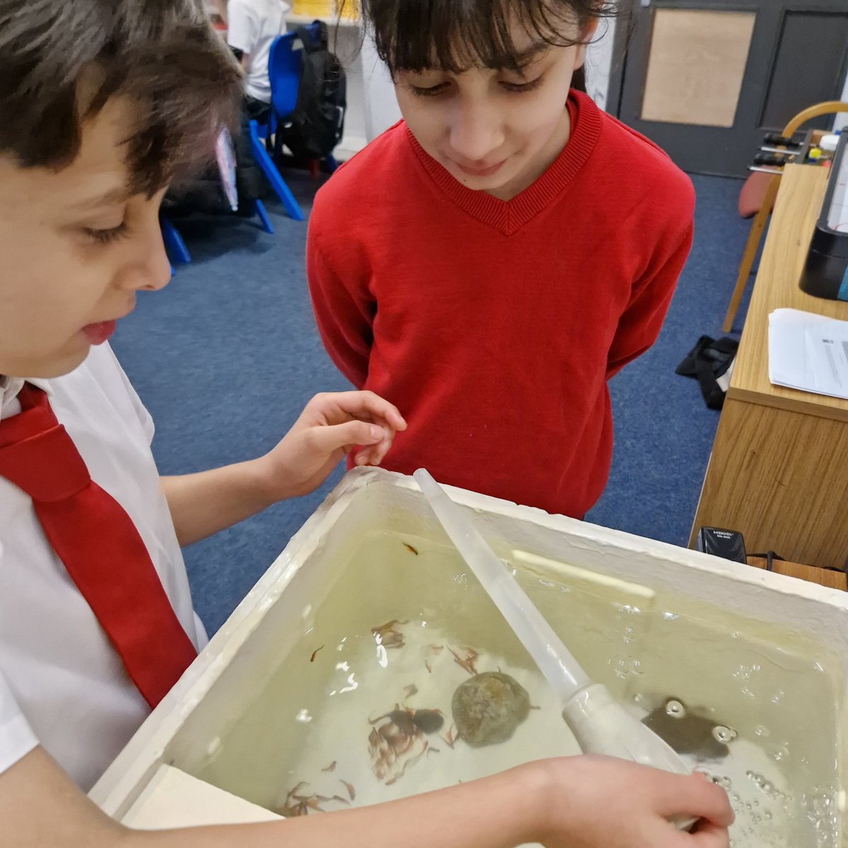 Primary 5a tweet media