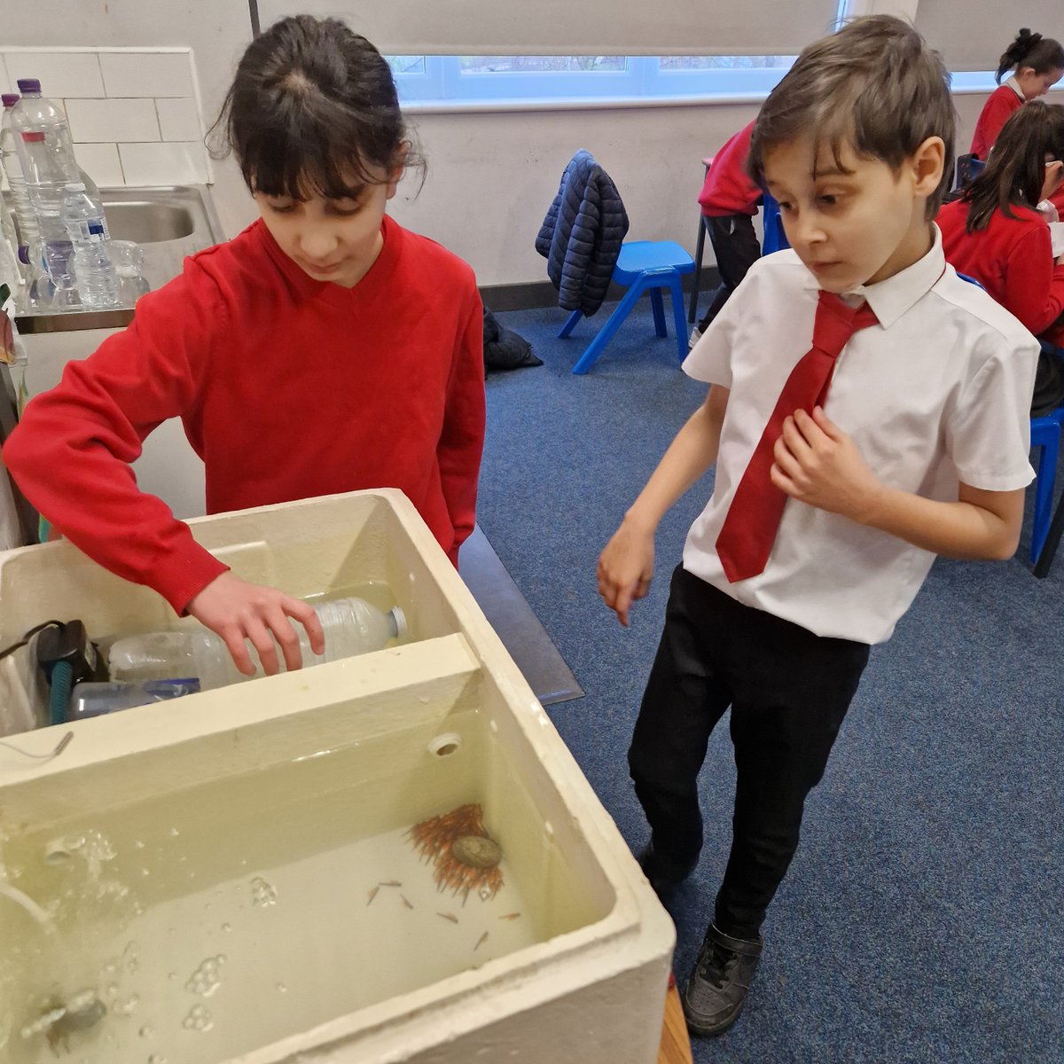 Primary 5a tweet media