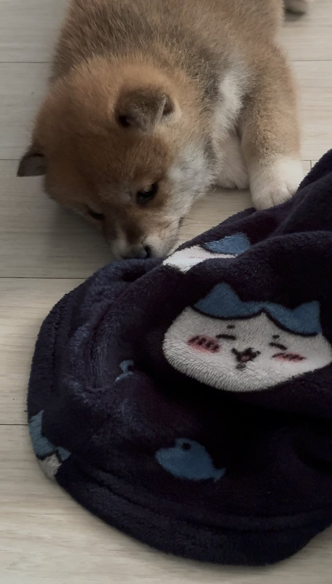 강아지 수면시간 여쭤보시길래 갑?자?기? 했는데
너무 귀여운 사연이라 공유합니다 
애기강아지 이름은 콩이래요 
콩이야~ 건강하고 행복하게 자라야한다~ (동물농장톤)