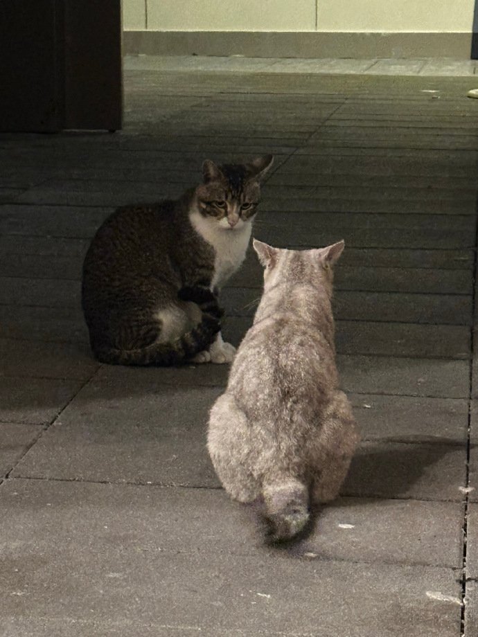 Aredydj's tweet photo. この二匹の子猫はカップルですか？😆 https://t.co/GDf5JqybHI