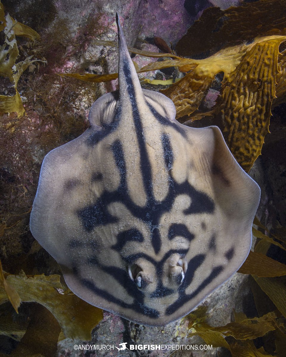 Big Fish Expeditions tweet media