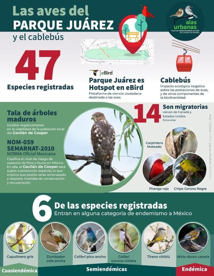 Señor gobernador <a href="/armentapuebla_/">Alejandro Armenta</a> , los árboles del Parque Juárez no son solo parte del paisaje: son hogar, refugio y vida para numerosas especies de aves que encuentran ahí alimento, descanso y protección.
Le pedimos, con respeto y esperanza, proteger estos árboles. 🐦‍⬛🌳🐦🌳🕊️