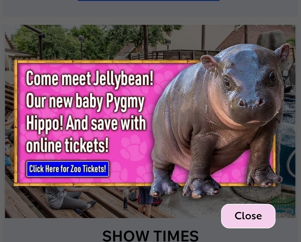 jellybeanhippo's tweet photo. So like o m g ! ! ! If you buy tickets online , you save to see me  ! I am so honored to be helping everybody save money when they come visit me ! Always buy your tickets on my main page @ZooWildlife where I am like totally a pop up ! Yayyy #PrincessLife 🦛☀️🌵Don't be jelly 🤣🤍 https://t.co/WFPvJUuZZ7