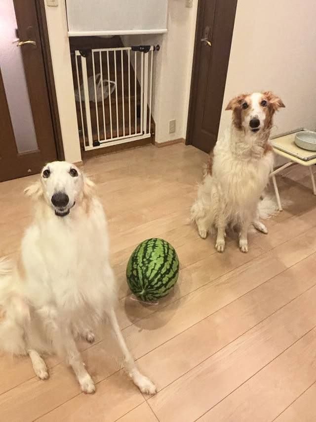 🐕⚽Liz T. Dog⚽🐕 🔜 AC tweet media