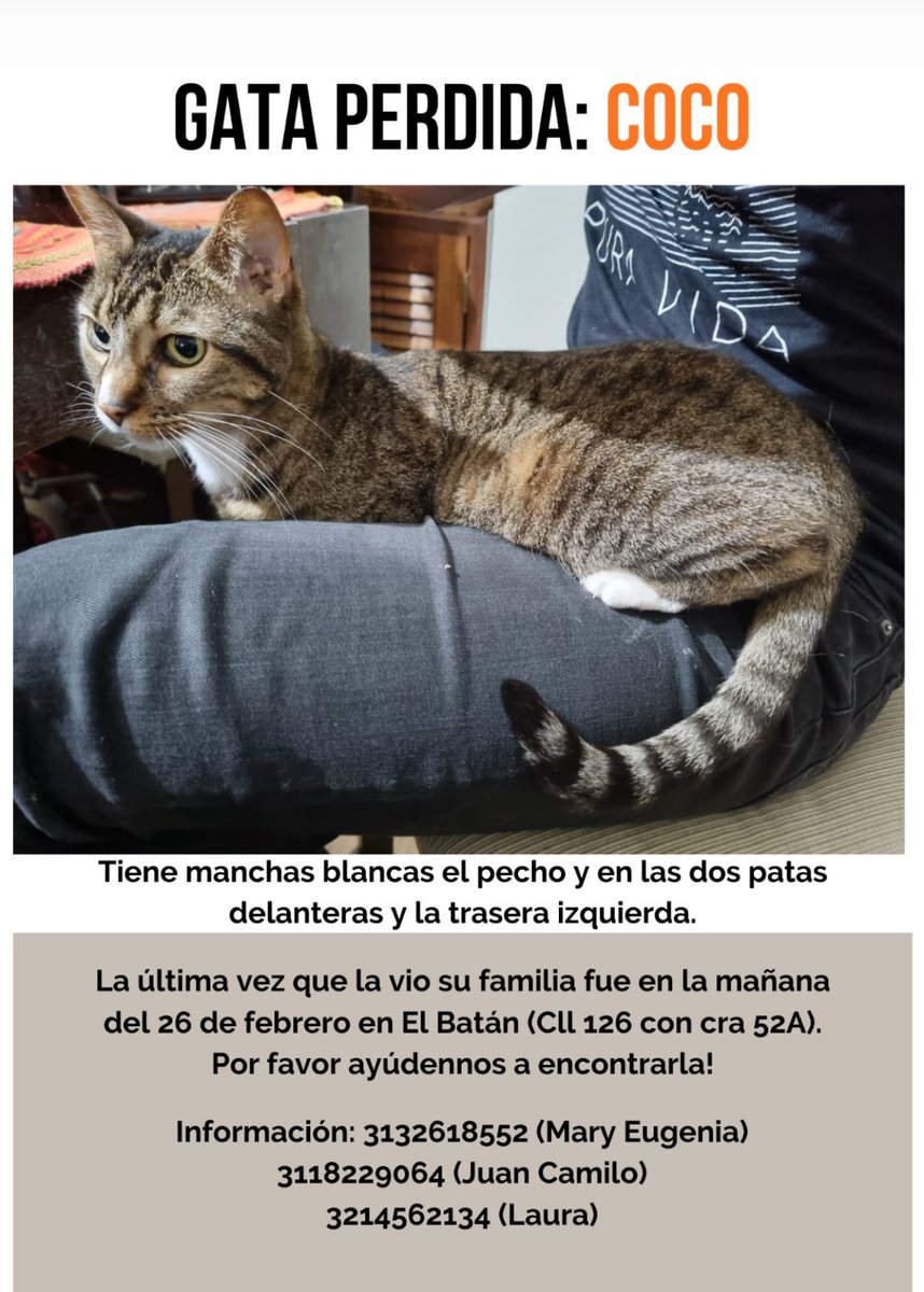 Ayuda por fa si ven esta gatita: