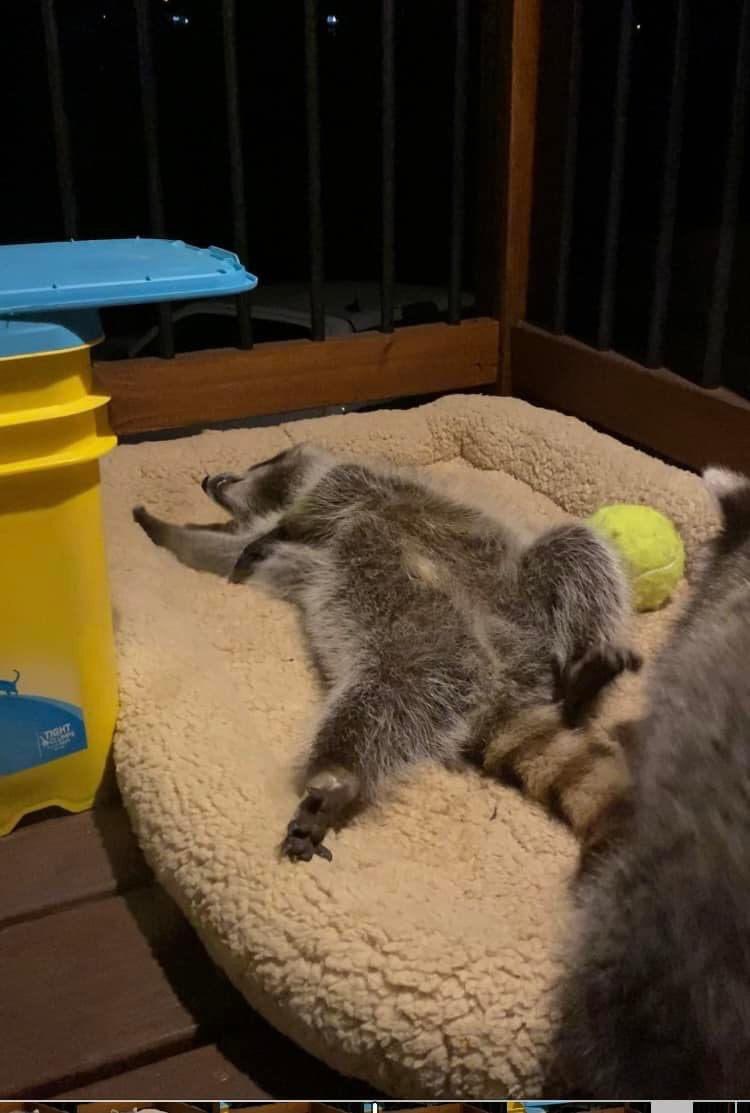 raccoonhourly's tweet photo. https://t.co/mrtA4veo8h