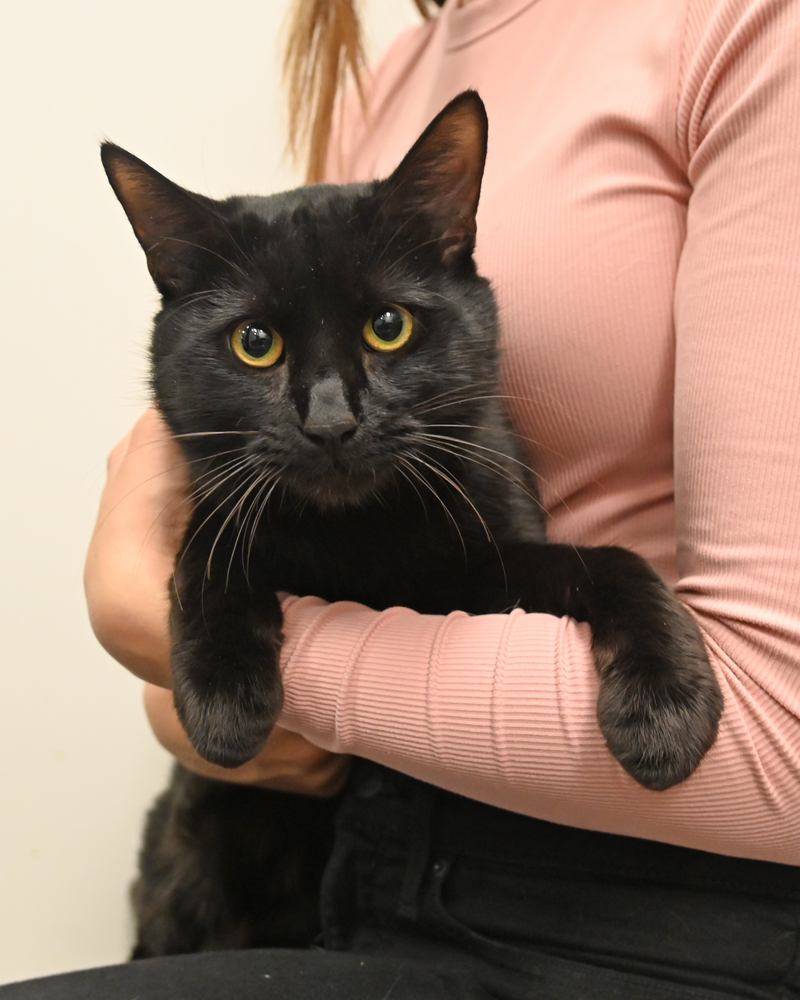 Helen Woodward Animal Center tweet media