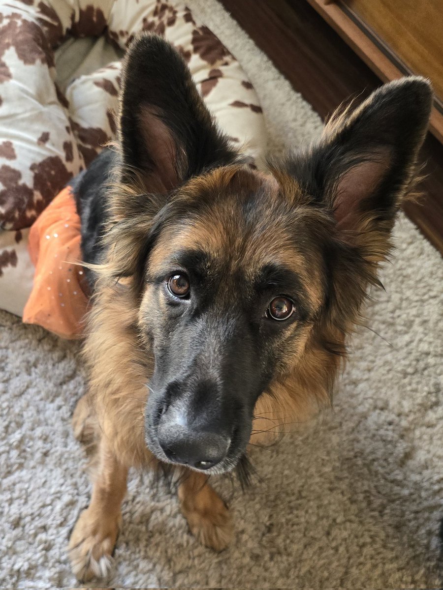 Piper THE Therapy Dog tweet media