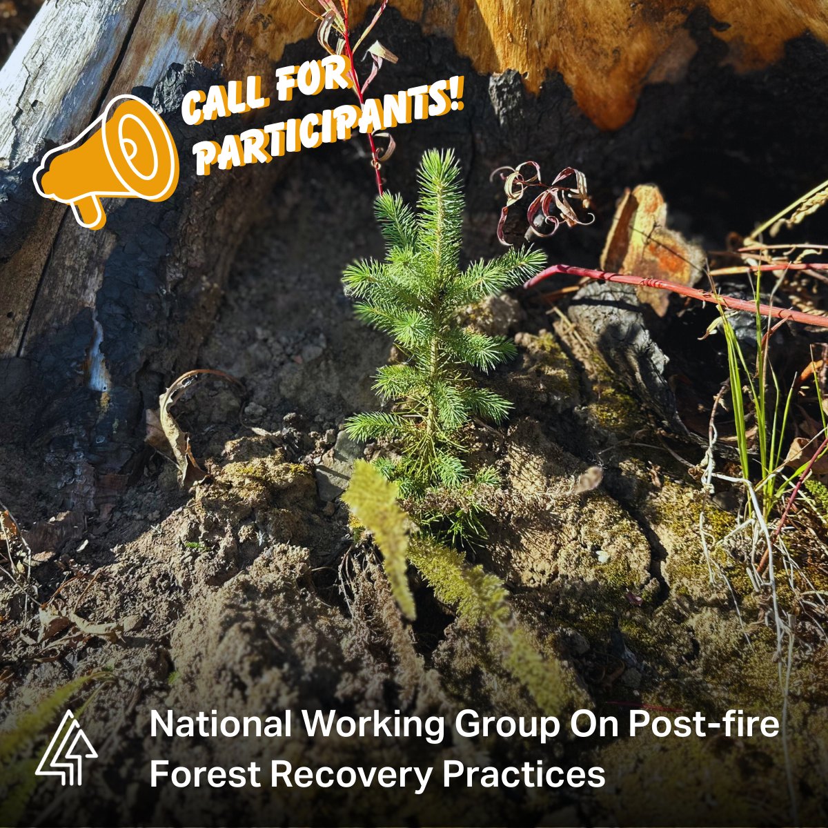 Forests Canada tweet media