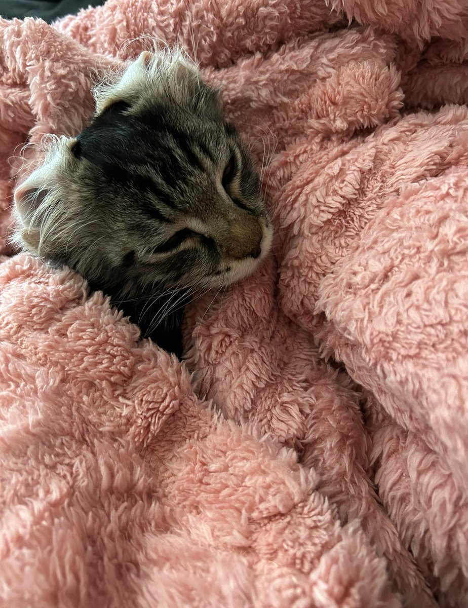 rev 😻 tweet media