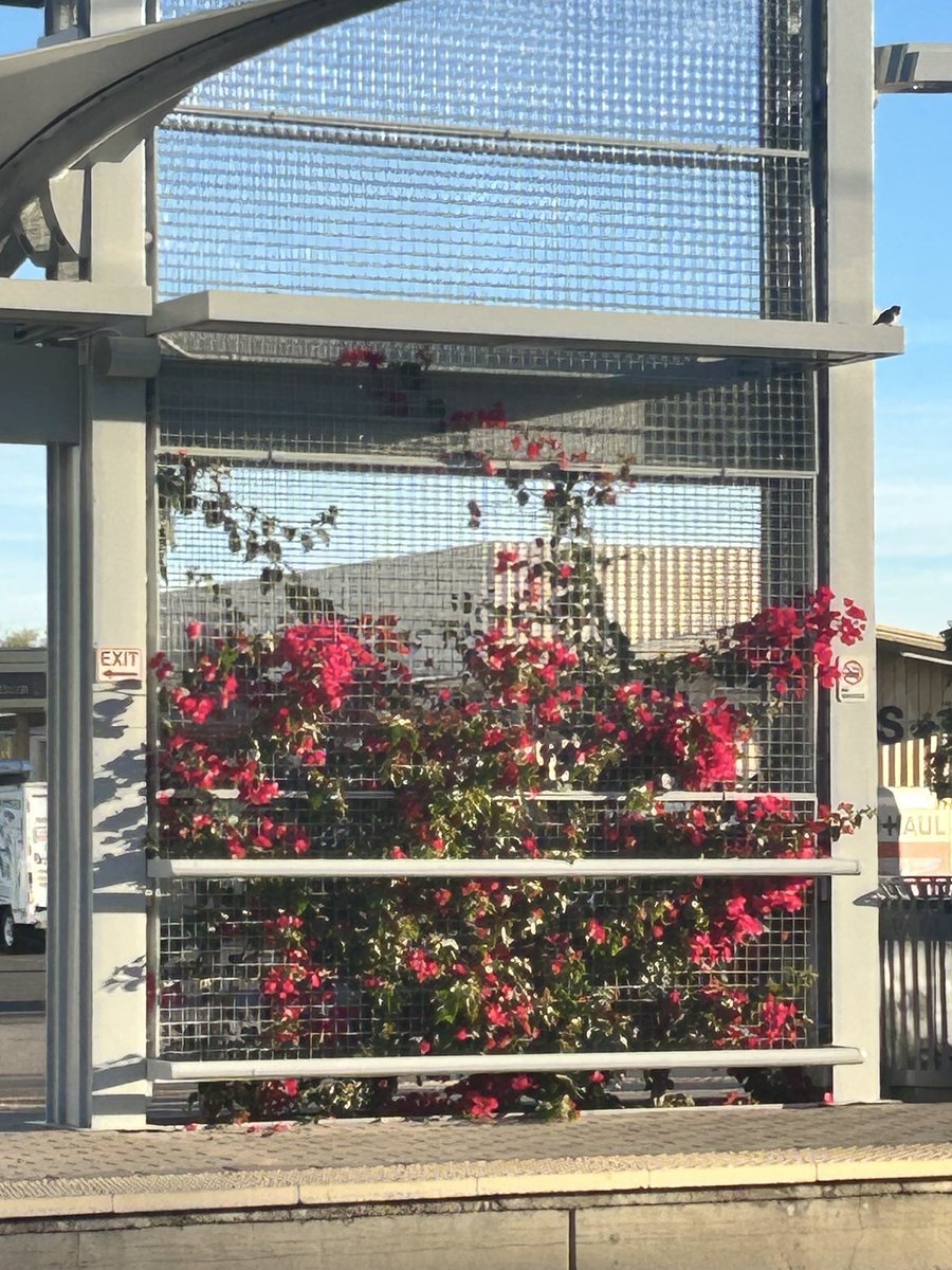 Occitania32's tweet image. Light rail station with climbing Bougainvillea. 
#Arizona #bougainvillea #lightrail