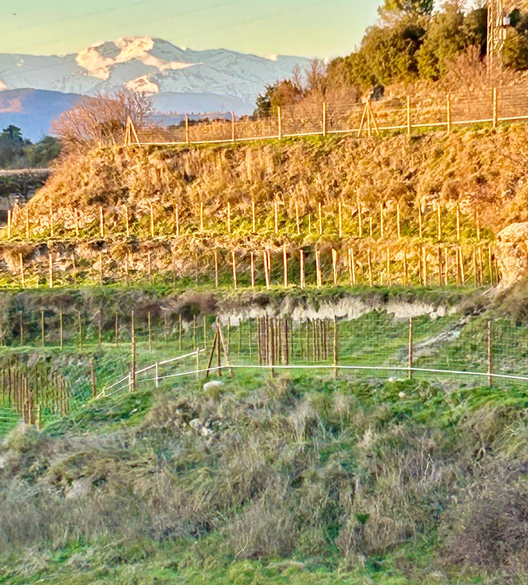 Terra de vitis tweet media