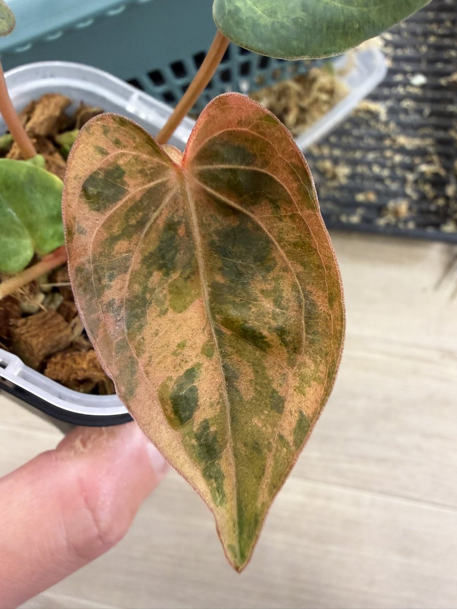 ぽん（acu's forest） (@acupom219) / Posts / X