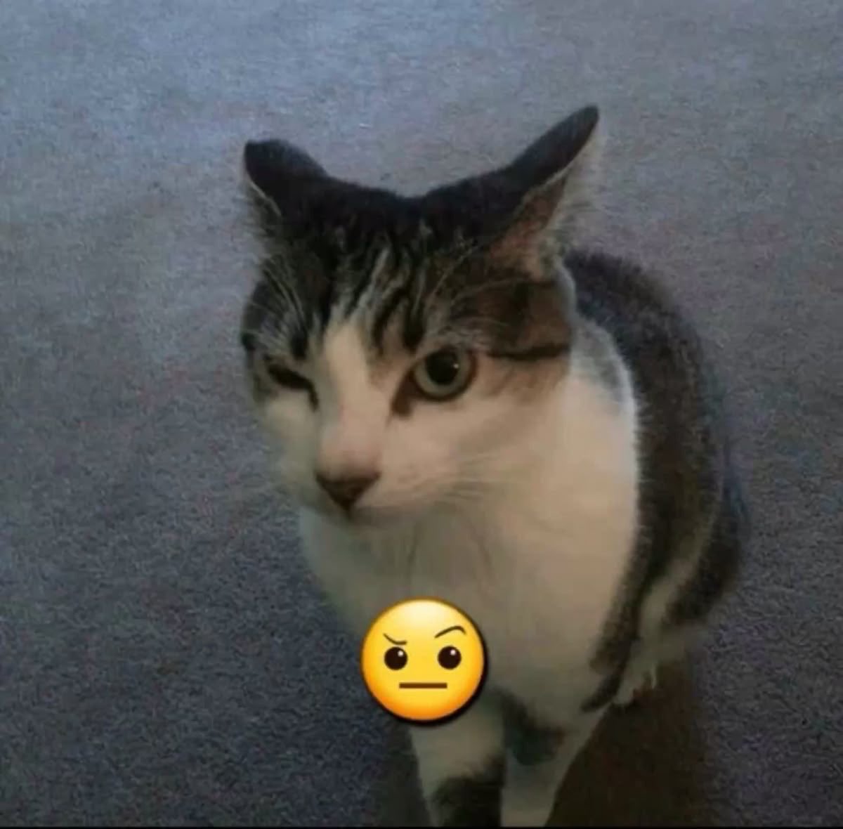 🂡🂡ℒ𝔢 ⋆ ✦ 𝔟𝔢𝔞𝔲𓂅ꮺ tweet media