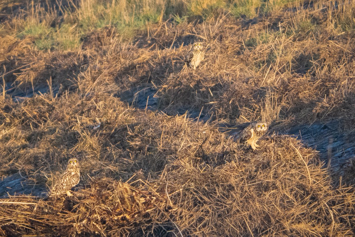SittersDaan's tweet photo. 🦉🦉🦉 Three's a crowd... or is it a committee? Spot all three short-eared owls hiding in plain sight! Their camouflage is absolutely incredible — those golden eyes are the only thing giving them away. 👀✨
#ShortEaredOwl #BirdPhotography #Wildlife #GoldenHour #Owls #SpotTheBird https://t.co/8YkqR913nH