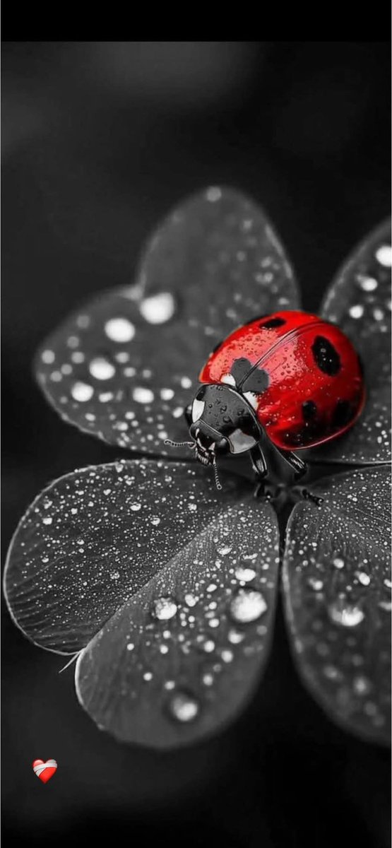 Have a beautiful weekend! 🐞