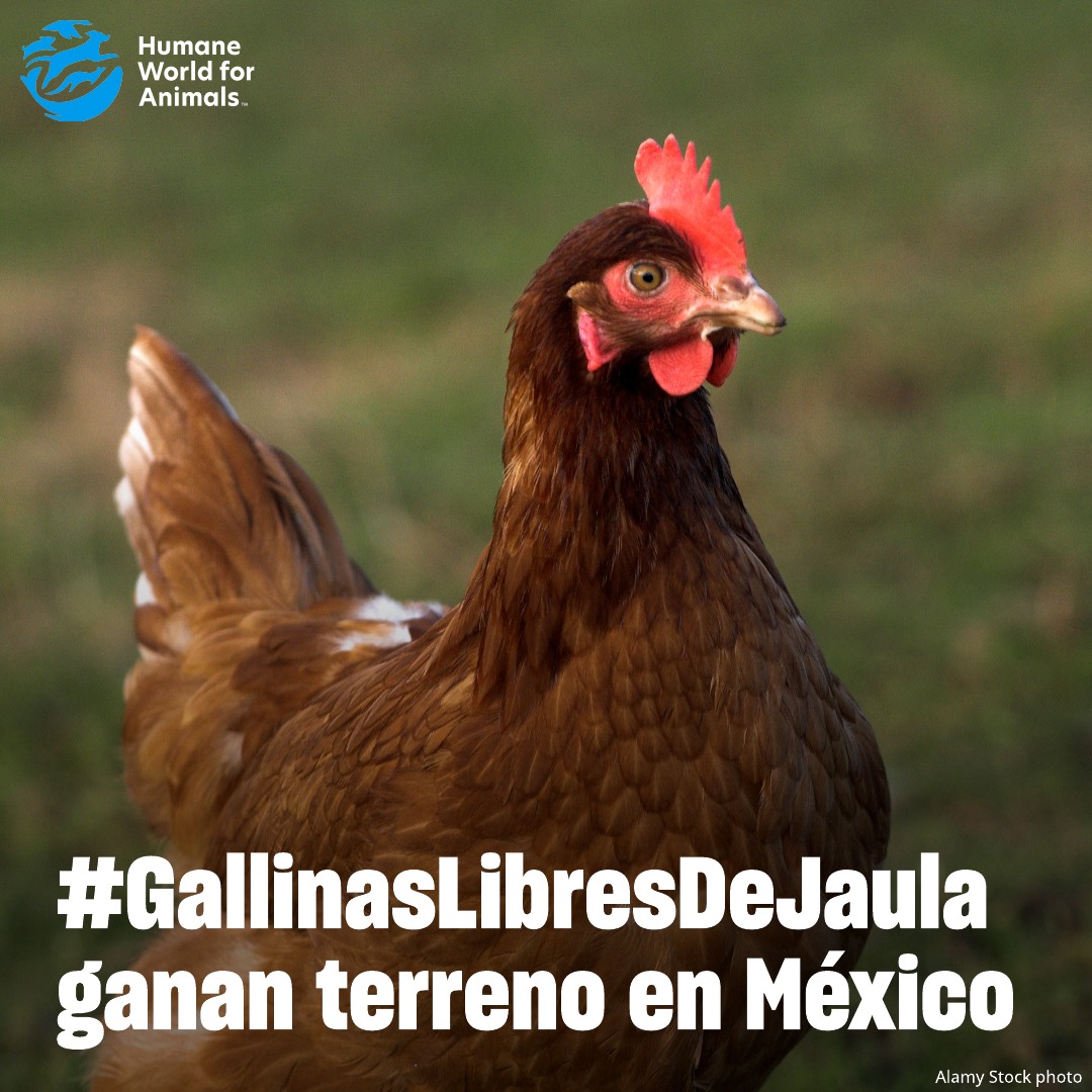 Humane World for Animals Mexico tweet media
