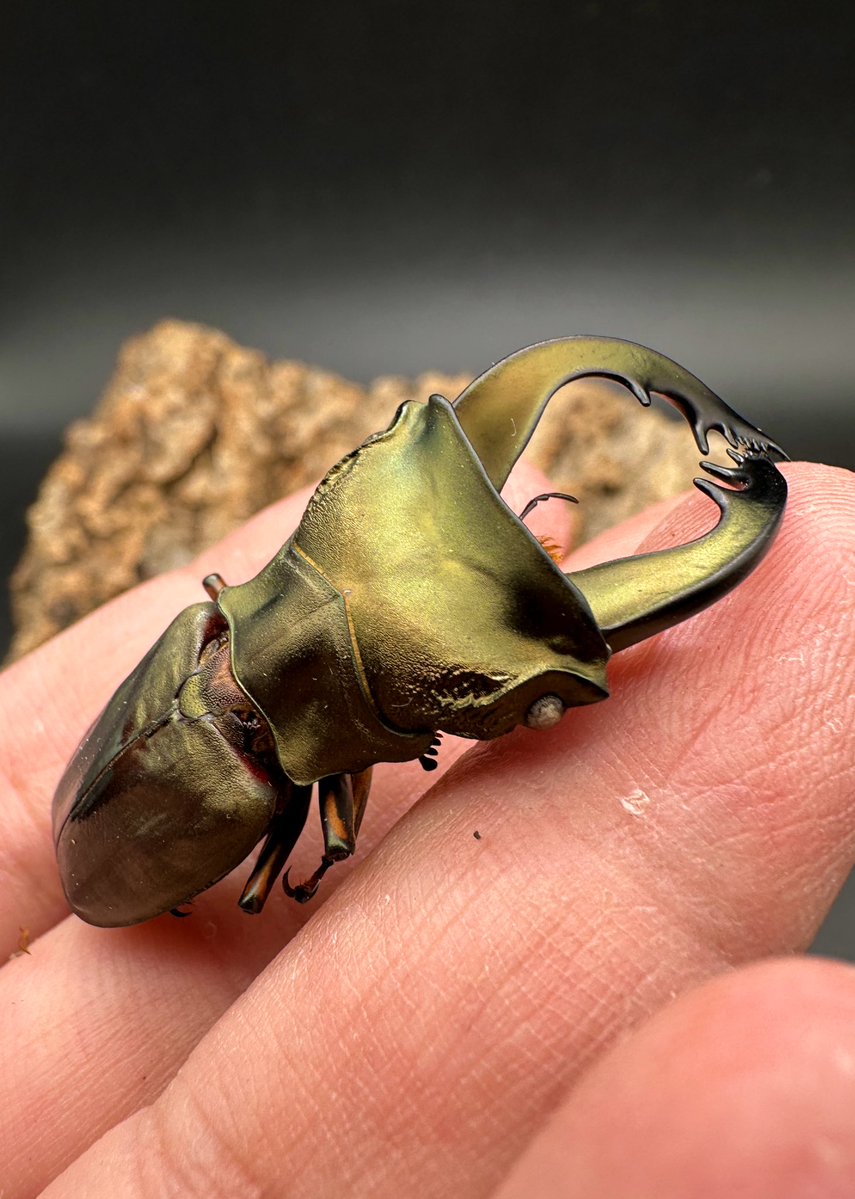 かぶぶくわわ (@mushi_lowkun) / Posts / X