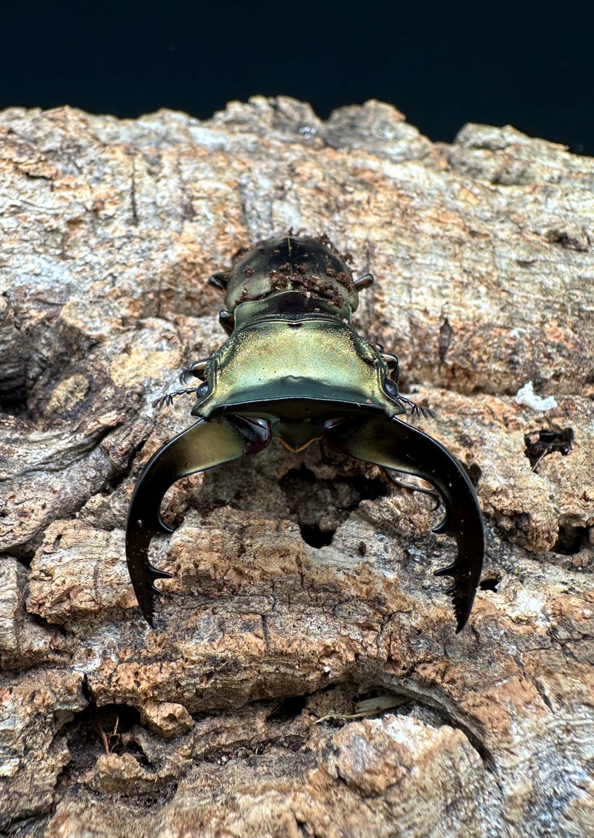 かぶぶくわわ (@mushi_lowkun) / Posts / X