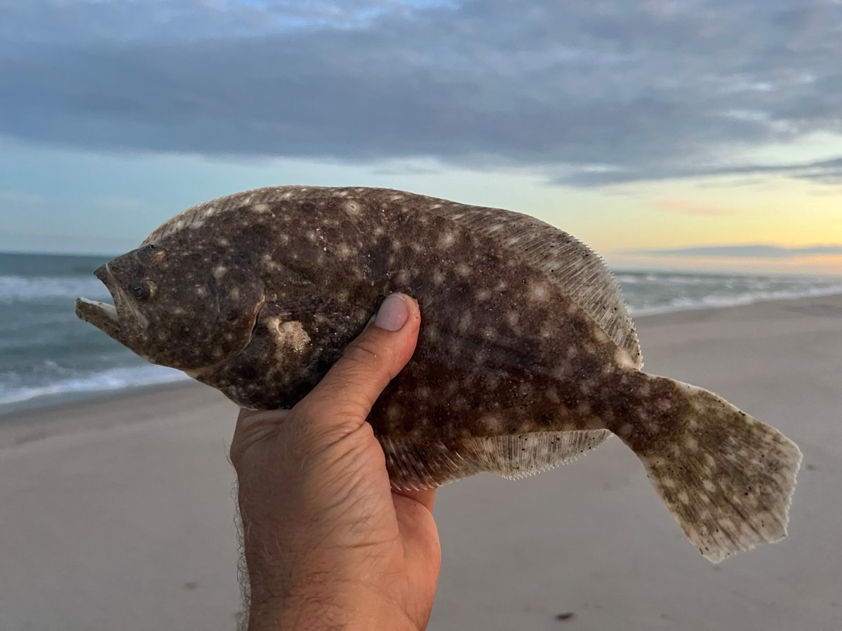 NC Division of Marine Fisheries tweet media