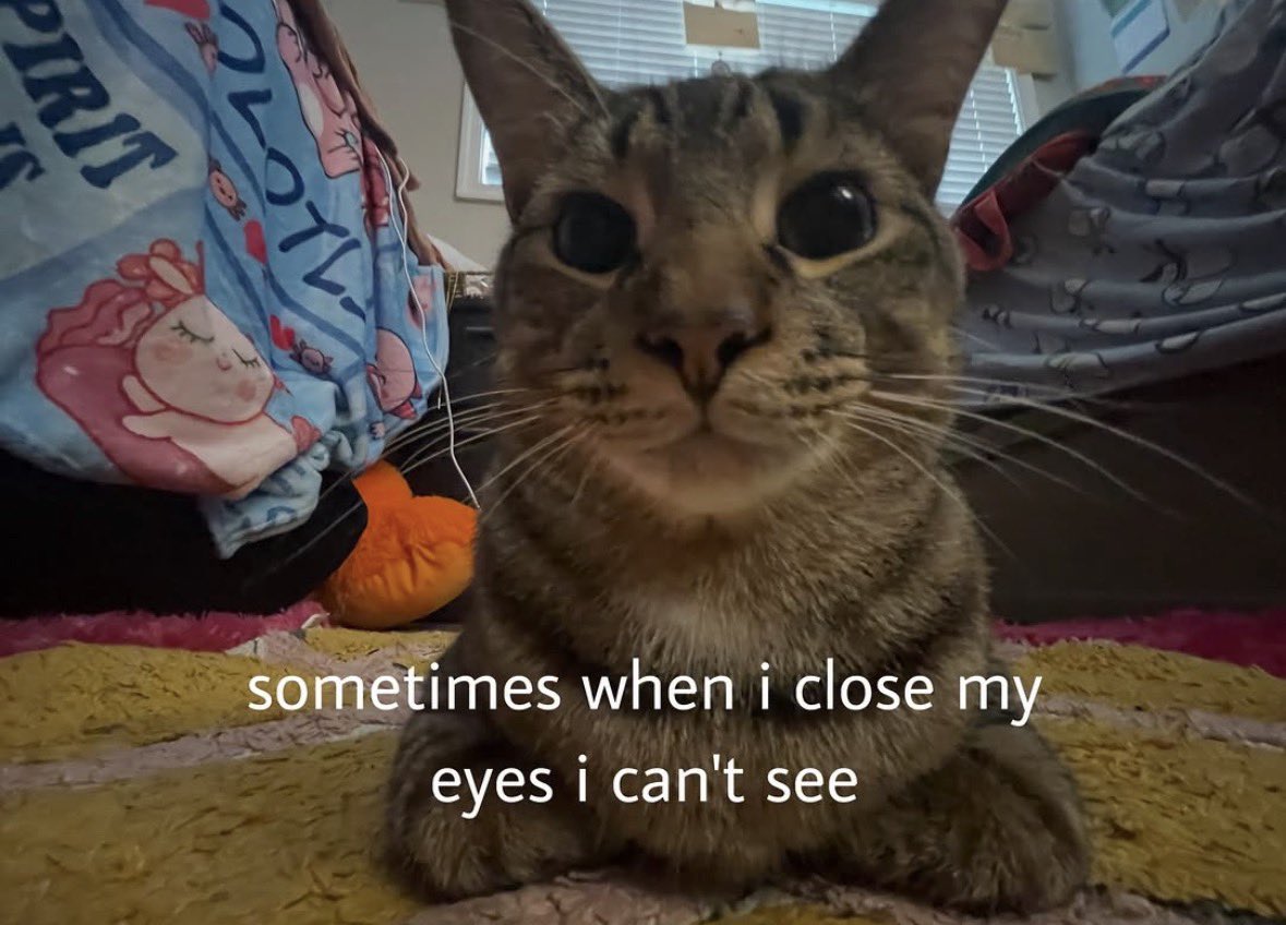 LiterallyMeCats (@literallymecats) on Twitter photo 