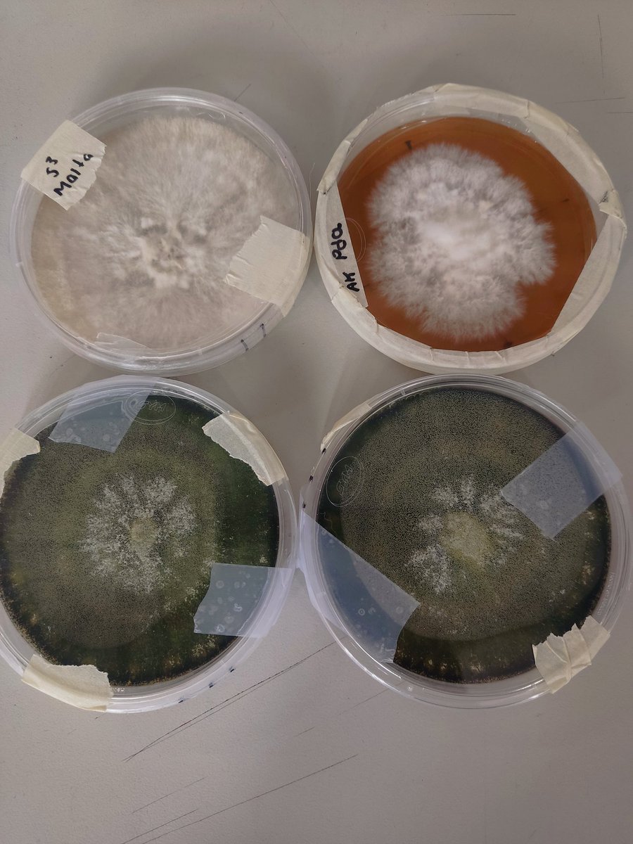 Poco a poco retomando la vida en rrss. 
Ya iré respondiendo sus preguntas y curiosidades acerca de los hongos 🍄🍄‍🟫
Mientras les dejo unos microhongos PORQUE SÍ TAMBIÉN SON BONITOS 🧫