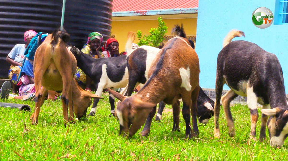 GOODRICH TV tweet media