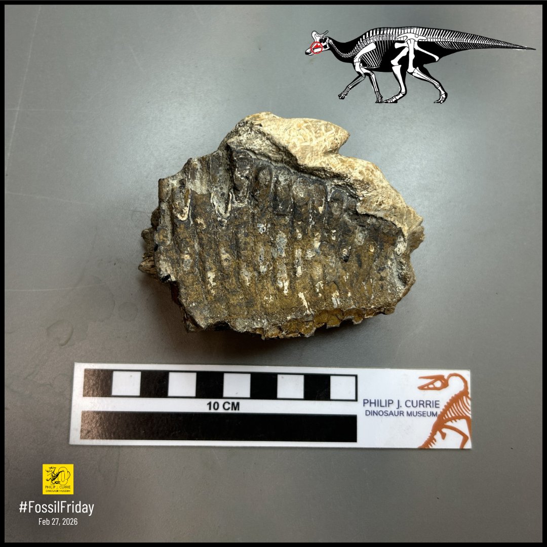 Philip J. Currie Dinosaur Museum tweet media