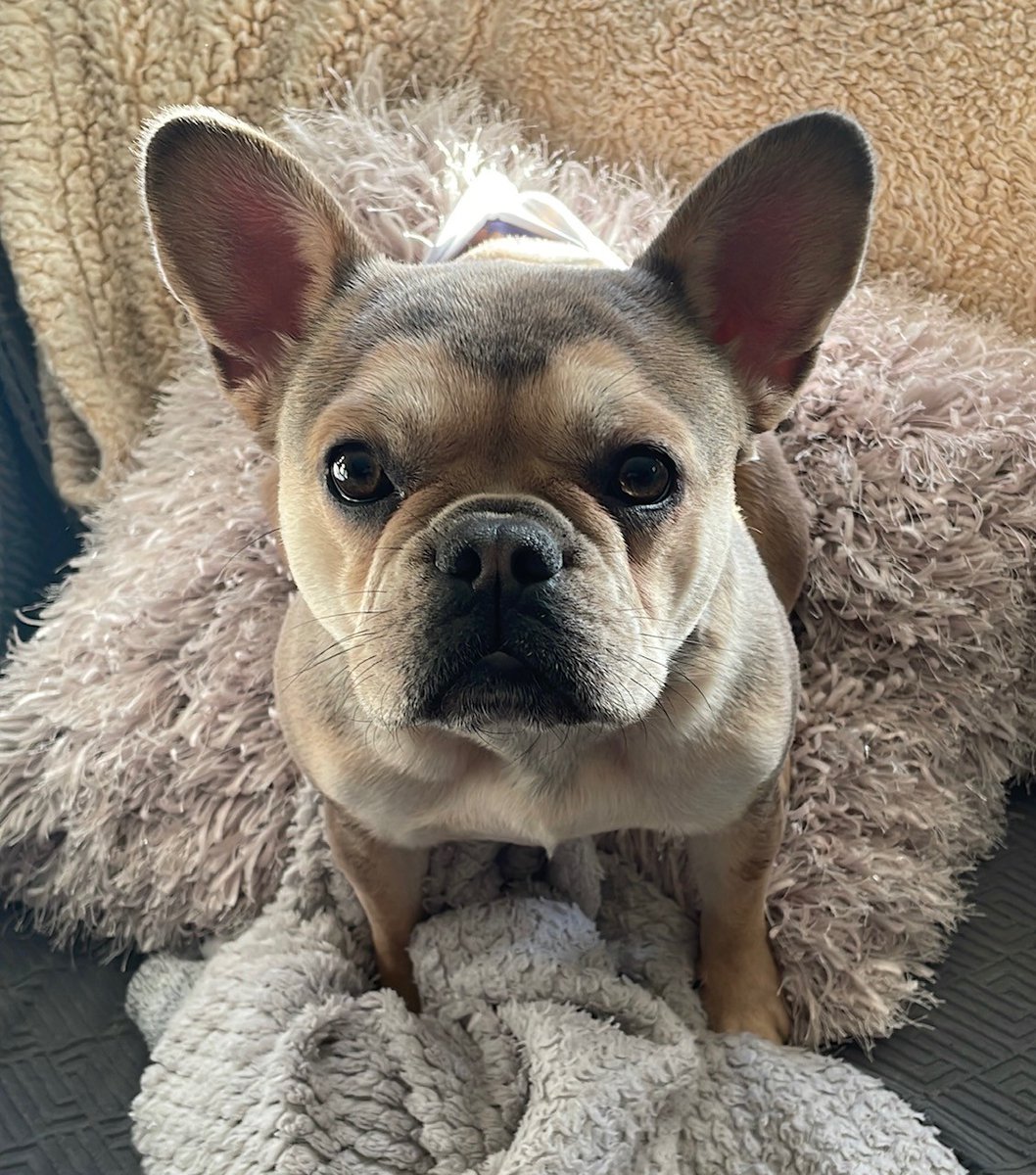 #Basingstoke 🐕 MAVE, a French Bulldog puppy went missing Wednesday 25 February 2026 in Ellisfield area #RG25. 

Mave is a nervous dog, her family miss her dearly. Please look out for her but do not chase if seen.
