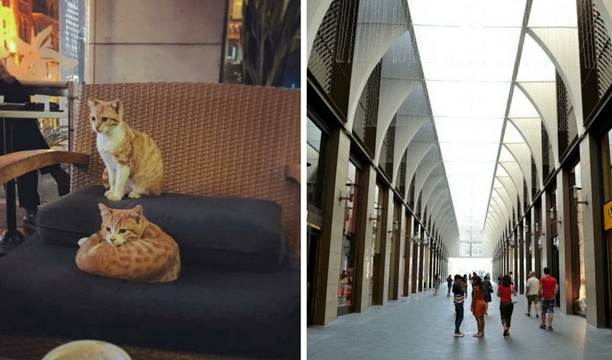 وليد علامة ناشط في مبادرة شخصية (لقمة حياة) tweet media