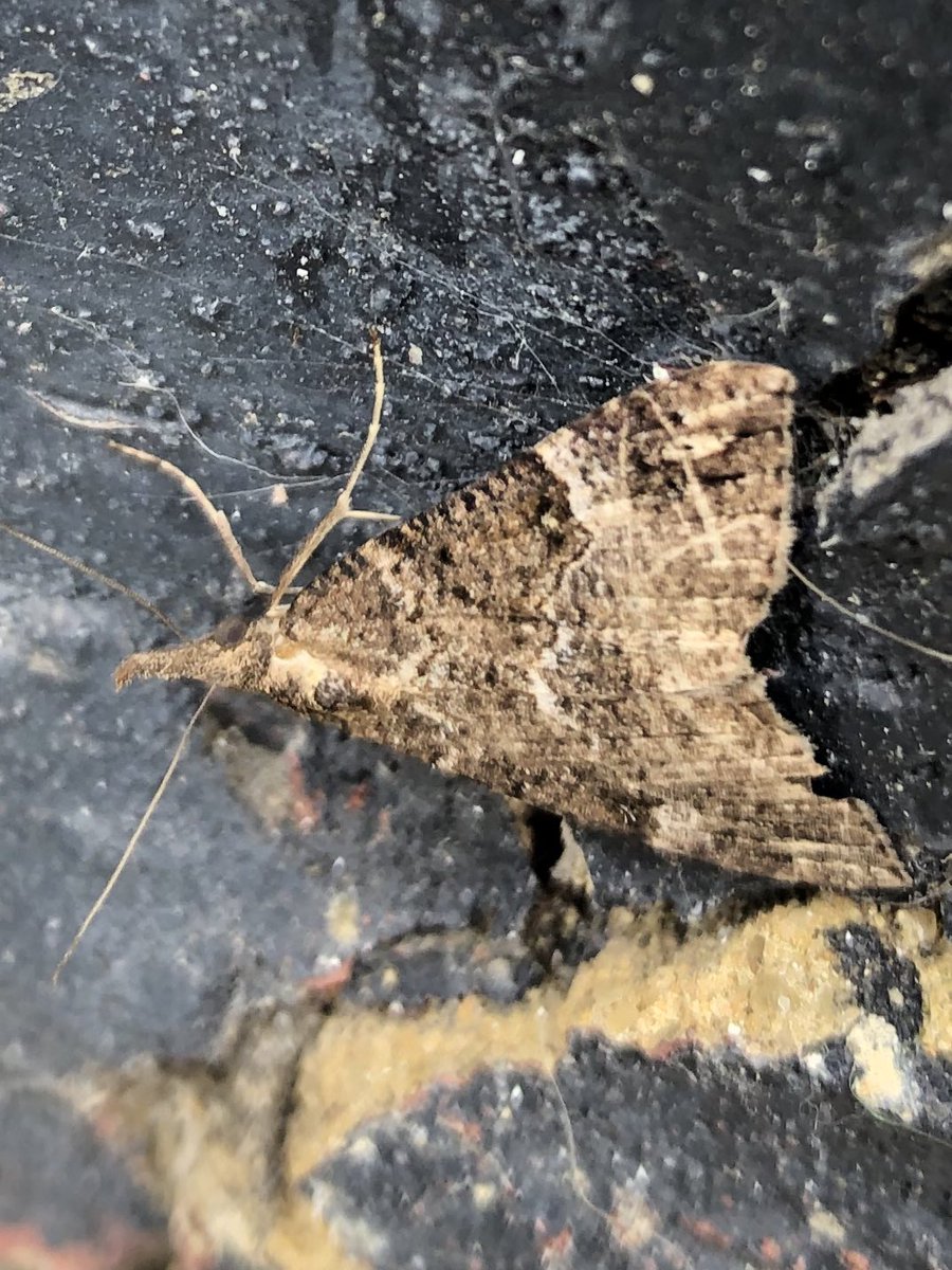 julian russell tweet media