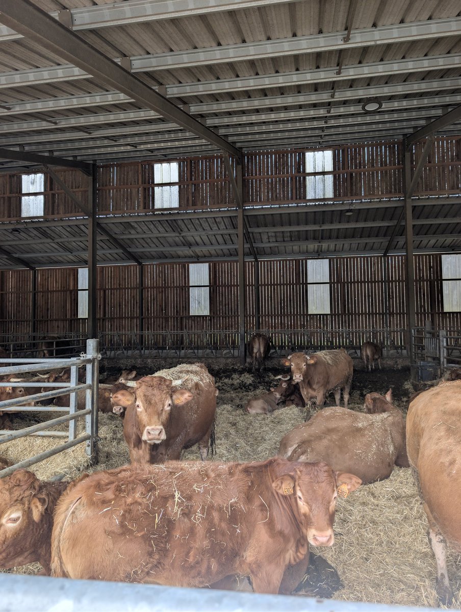 AstridMordon's tweet photo. Je suis passée chez un client qui faisait des colis de viande pour remplir mon congélateur.
Évidemment de la Limousine ou rien ☺️
Maintenant place au week-end 🤩
#viande #Limousine #produitlocal
2/2 https://t.co/2ai6WWRegu