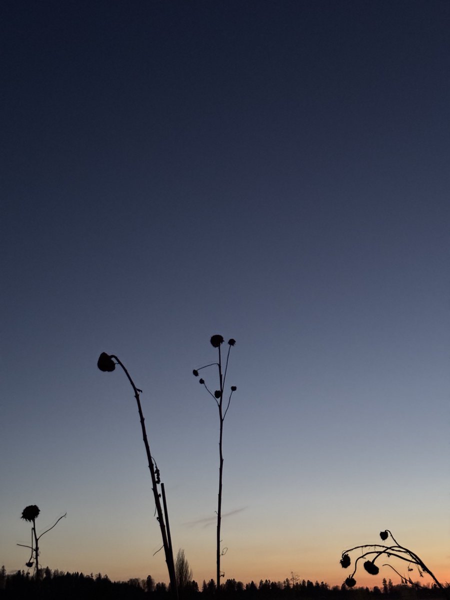 ✨Astrid✨ tweet media