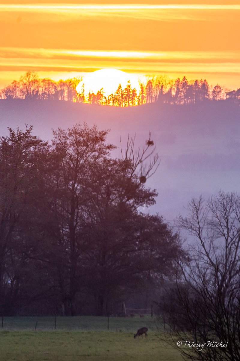 Thierry michel photographie tweet media