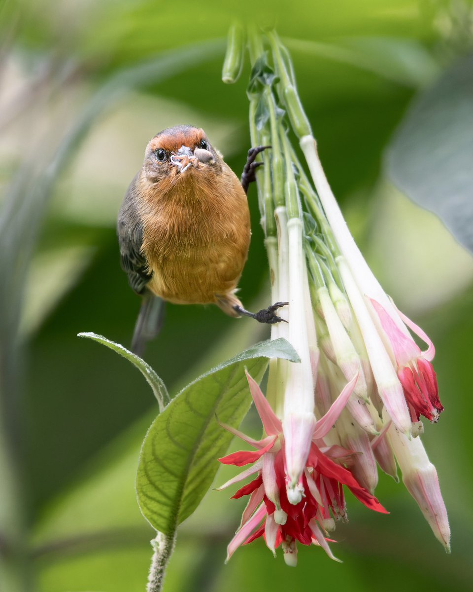 Brian_Genge's tweet photo. A near-endemic species here in Colombia. These Rufous-browed Conebills are impressive hunters, skillfully plucking insects and arachnids as they probe the vegetation.

Bogatá, Colombia (February, 2026) https://t.co/fEZwCIrIhm