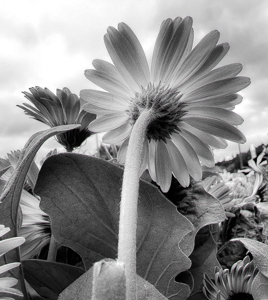 joannpip's tweet image. #FlowersOnFridays #Archives #NaturePhotography 

Wild roots, mountain soul 🖤🩶🤍