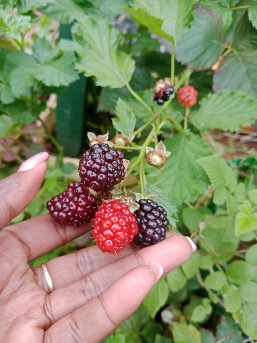 KilimoPropa's tweet photo. Proof that good things come in small, juicy packages! https://t.co/Pp1KdNWbHv