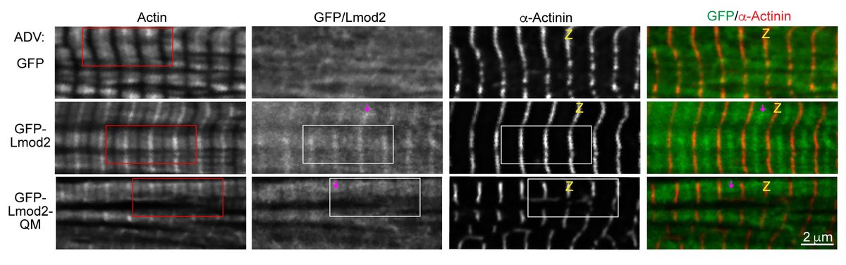 Circulation Research tweet media