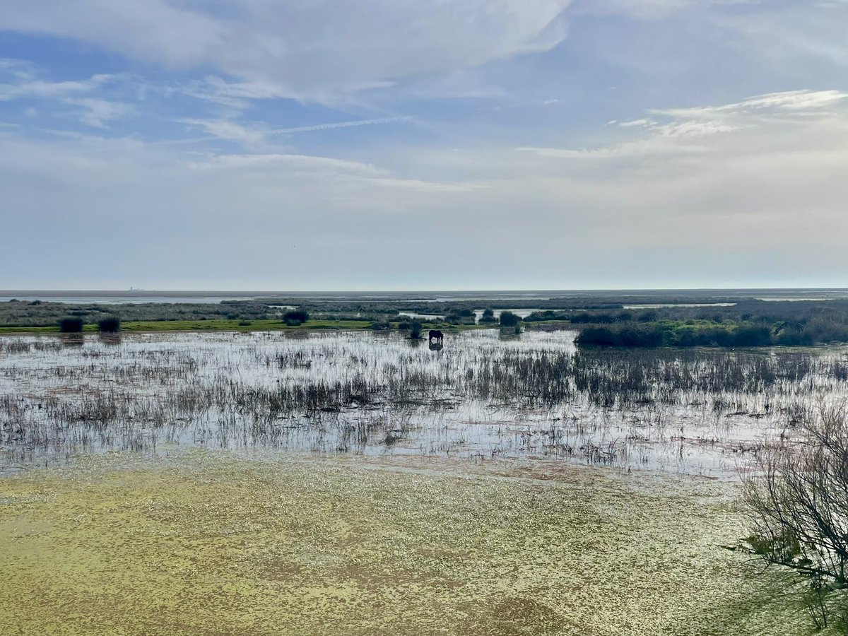 Elisa Pérez-Ramírez tweet media