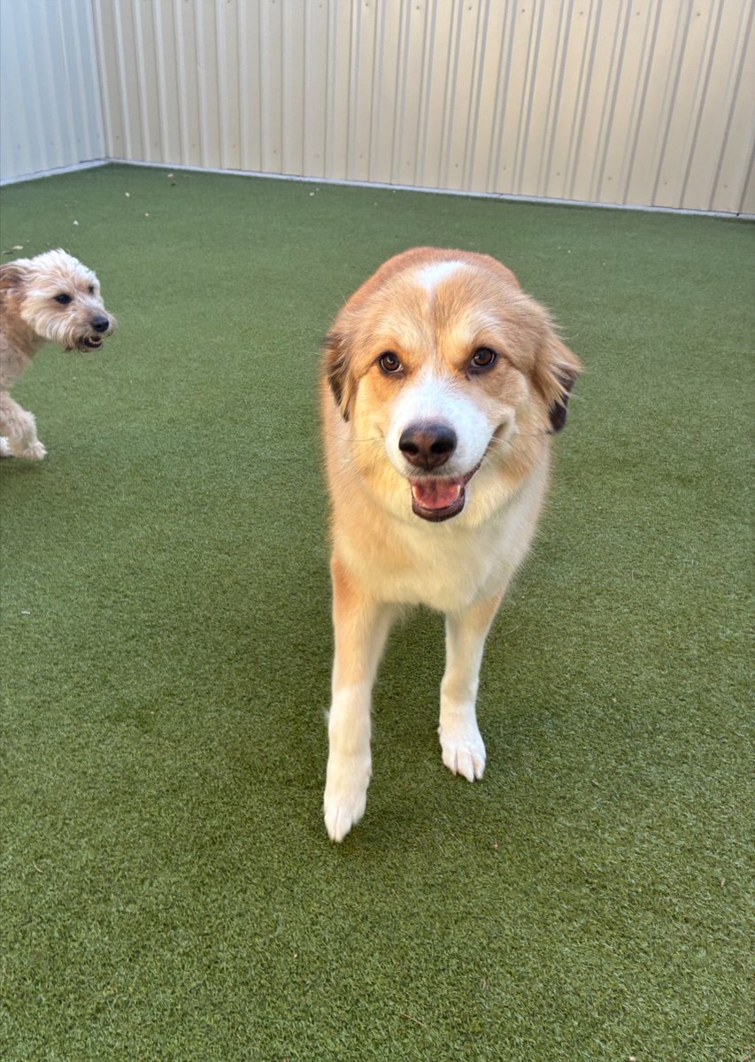 metro_plano's tweet photo. Prettiest smile of the day goes to Phoebe! 💖 👑
#Smiley #DogsOfDallas #MetroAnimals https://t.co/t60J8js4Bm