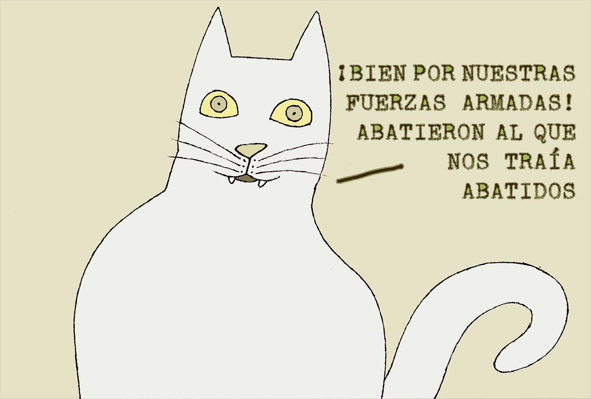 EFREN_MB's tweet photo. #gatoCulto https://t.co/B6Kgq3xxyk