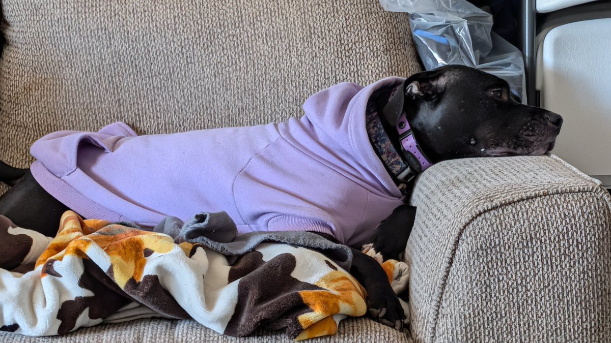 GotschallMark's tweet photo. #pitty #Staffy https://t.co/bD5RcBs37g